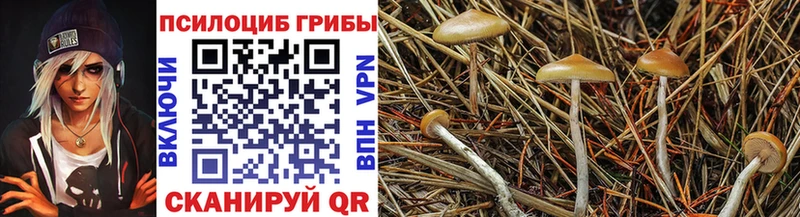 Псилоцибиновые грибы Cubensis  Лысьва 